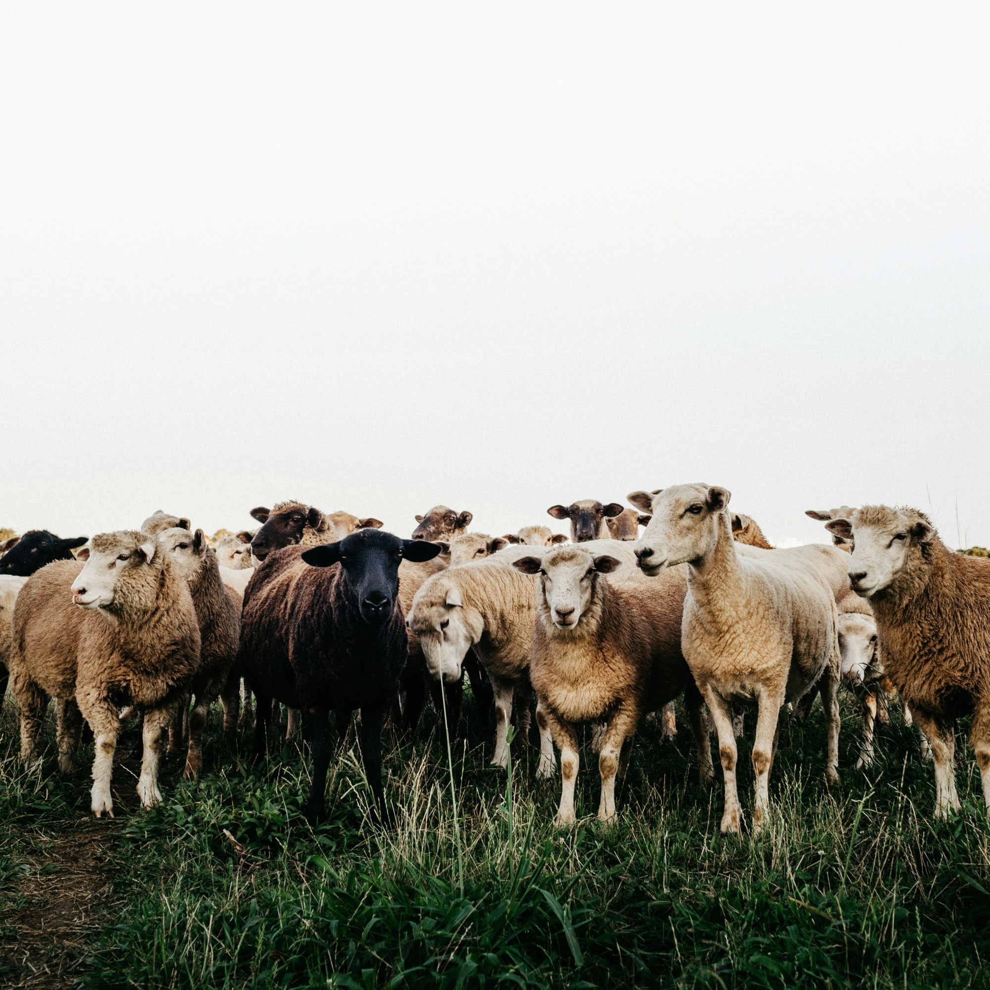 Les producteurs de MamiVane, votre food-truck normand : élevage de chèvre en normandie pour vos événements