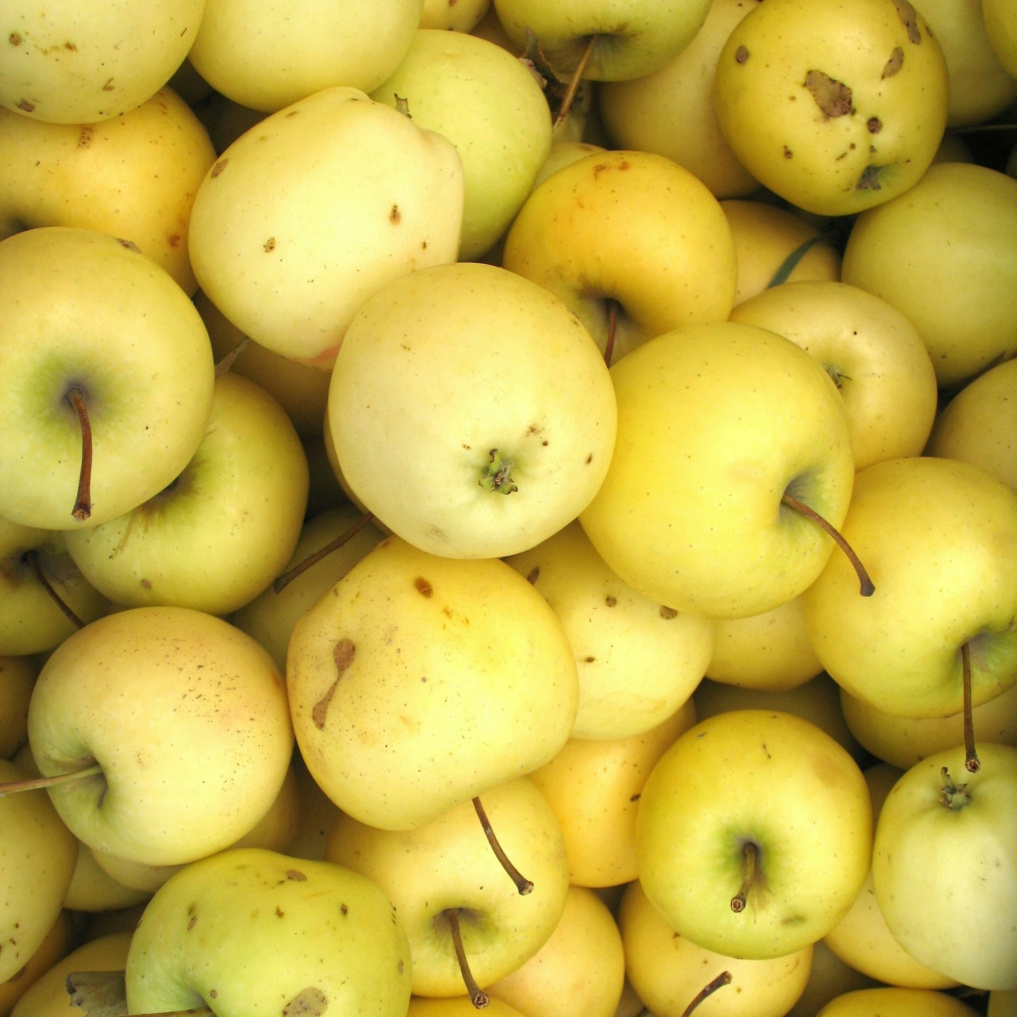 Les producteurs de MamiVane, votre food-truck normand : jus de pomme, cidre et boeuf, la totale pour un événement réussi !